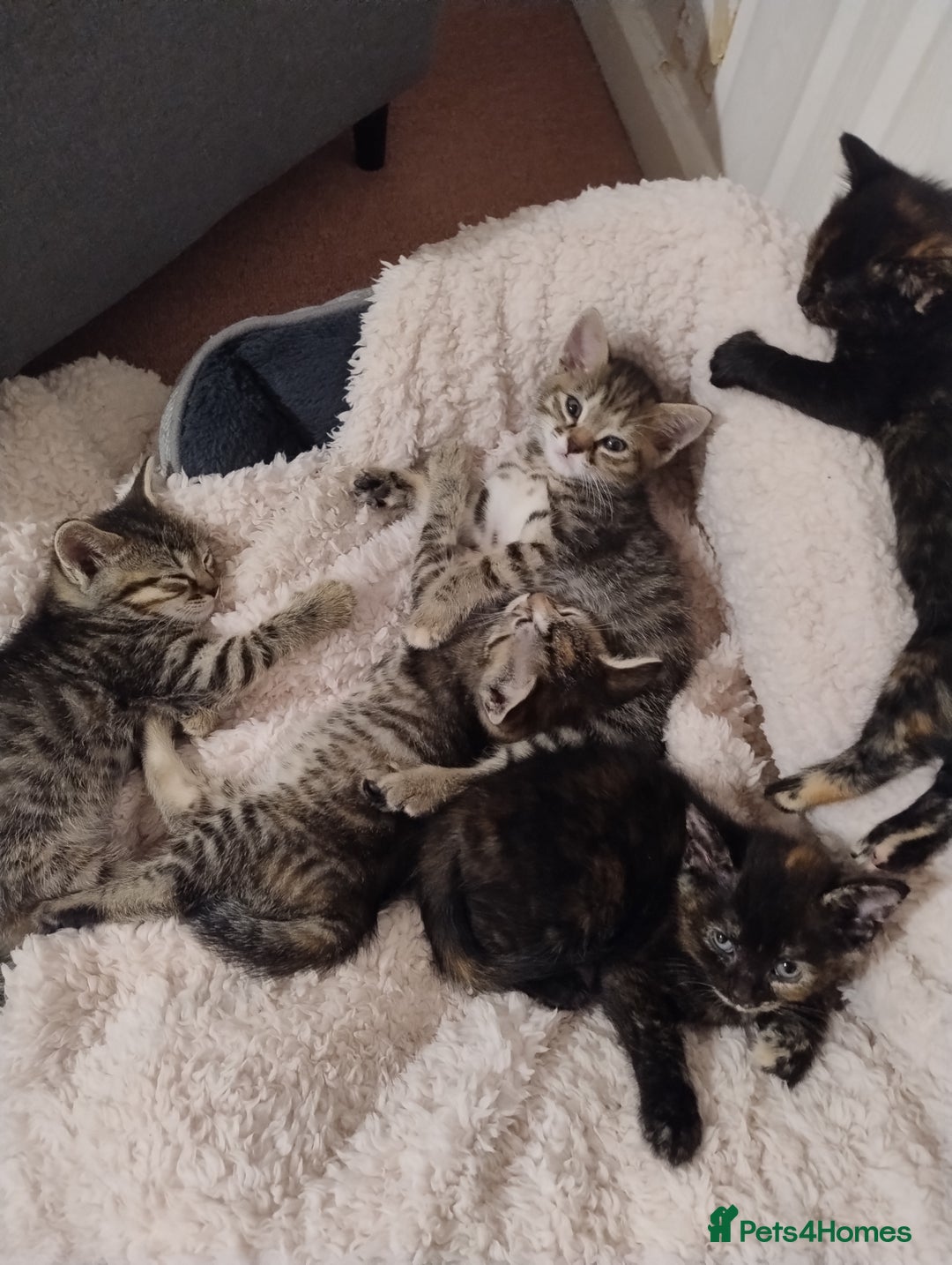 Ragdoll cats for sale: 5 lovely ragdoll X female kittens - Image 1