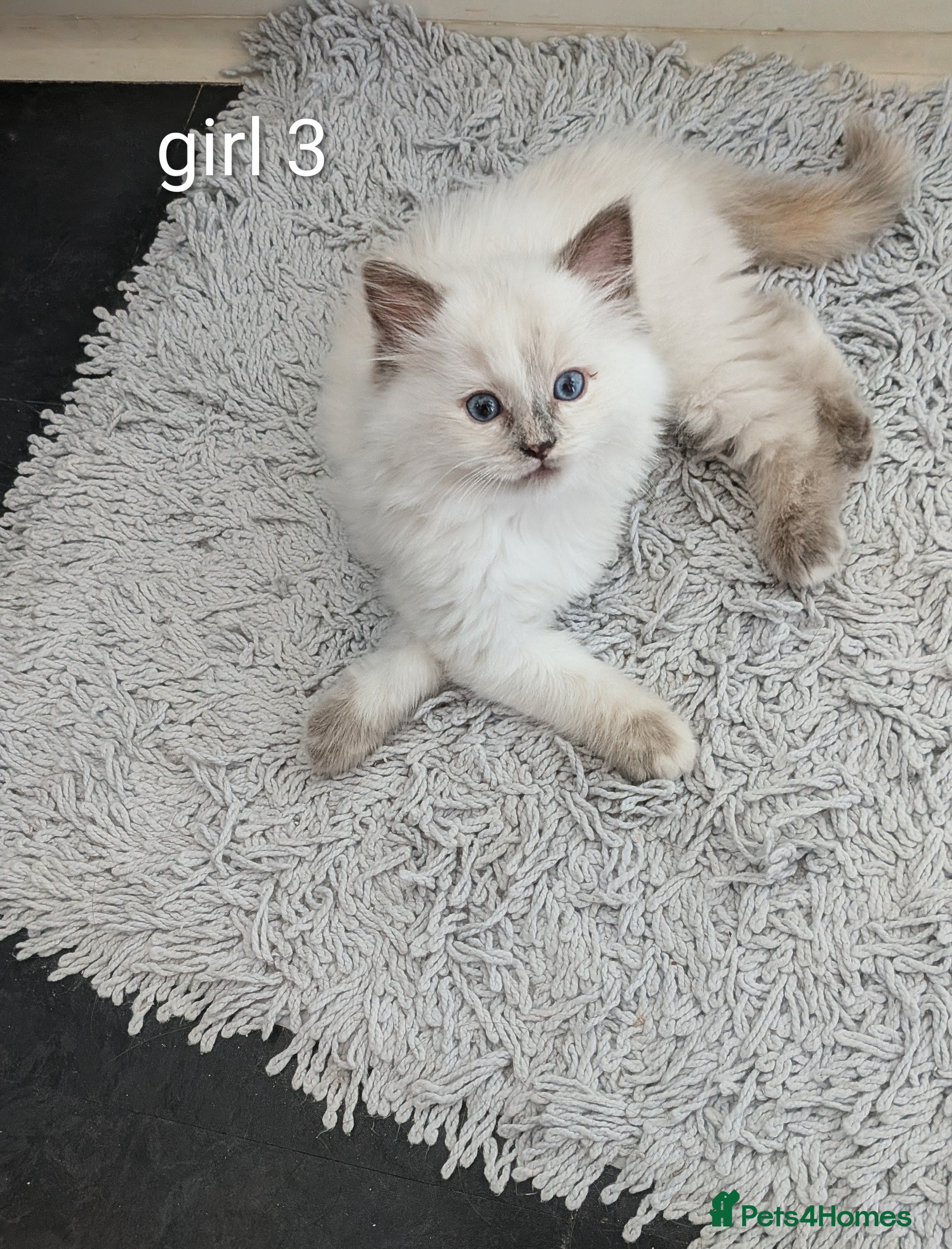 Ragdoll cats 6 beautiful pedigree kittens - Advert 2