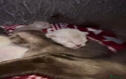 Burmese cats for sale: GCCF-Home raised-BurmeseKittens ready mid December - Image 3