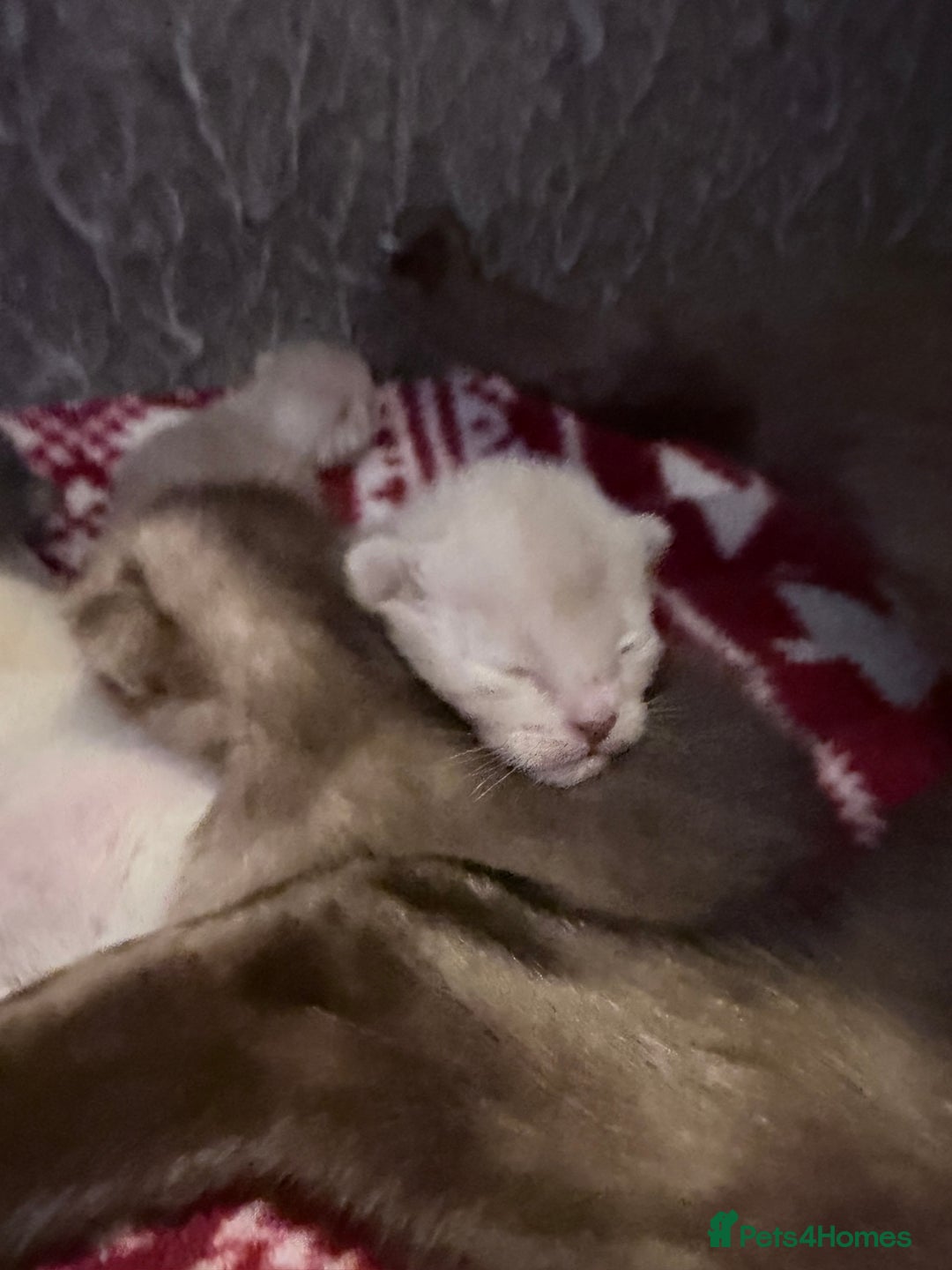 Burmese cats for sale: GCCF-Home raised-BurmeseKittens ready mid December - Image 3