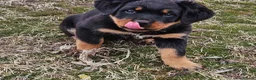 Rottweiler dogs for sale: Fantastic super raised Rottweiler pups in Daventry - Advert 2