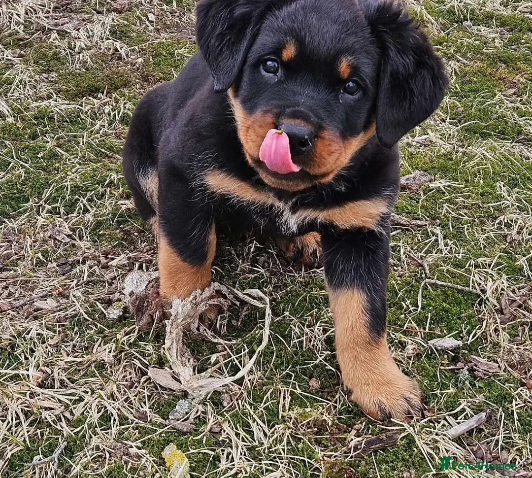 Rottweiler dogs for sale: Fantastic super raised Rottweiler pups in Daventry - Advert 2