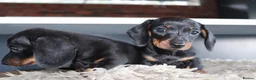 Miniature Dachshund dogs for sale: Beautiful miniature dachshund puppies  - Advert 6