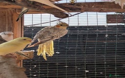 Cockatiels birds for sale: Breeding pair of cockatiels  - Image 3