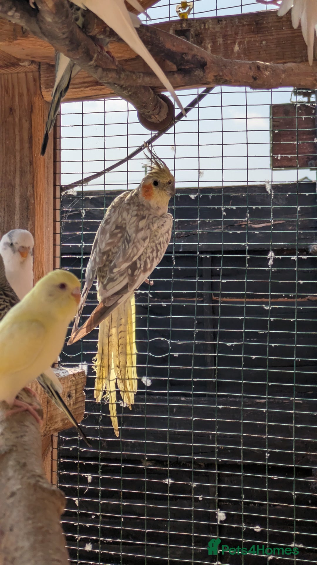 Cockatiels birds for sale: Breeding pair of cockatiels  - Image 3