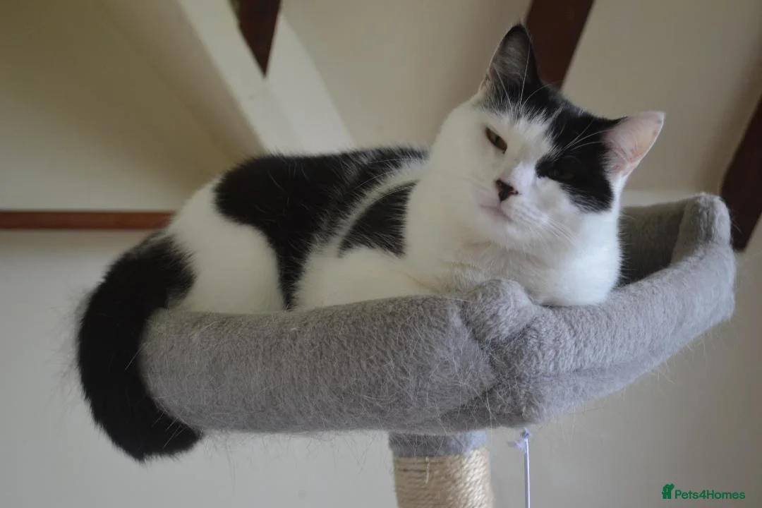 Mixed Breed cats for sale: Indoor home needed for two very friendly cats - Advert 1