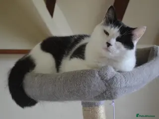 Mixed Breed cats Indoor home needed for two very friendly cats - Advert 2