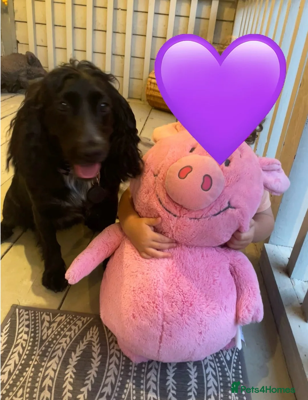 Cocker Spaniel dogs for sale: 4 year old cocker spaniel  - Advert 3