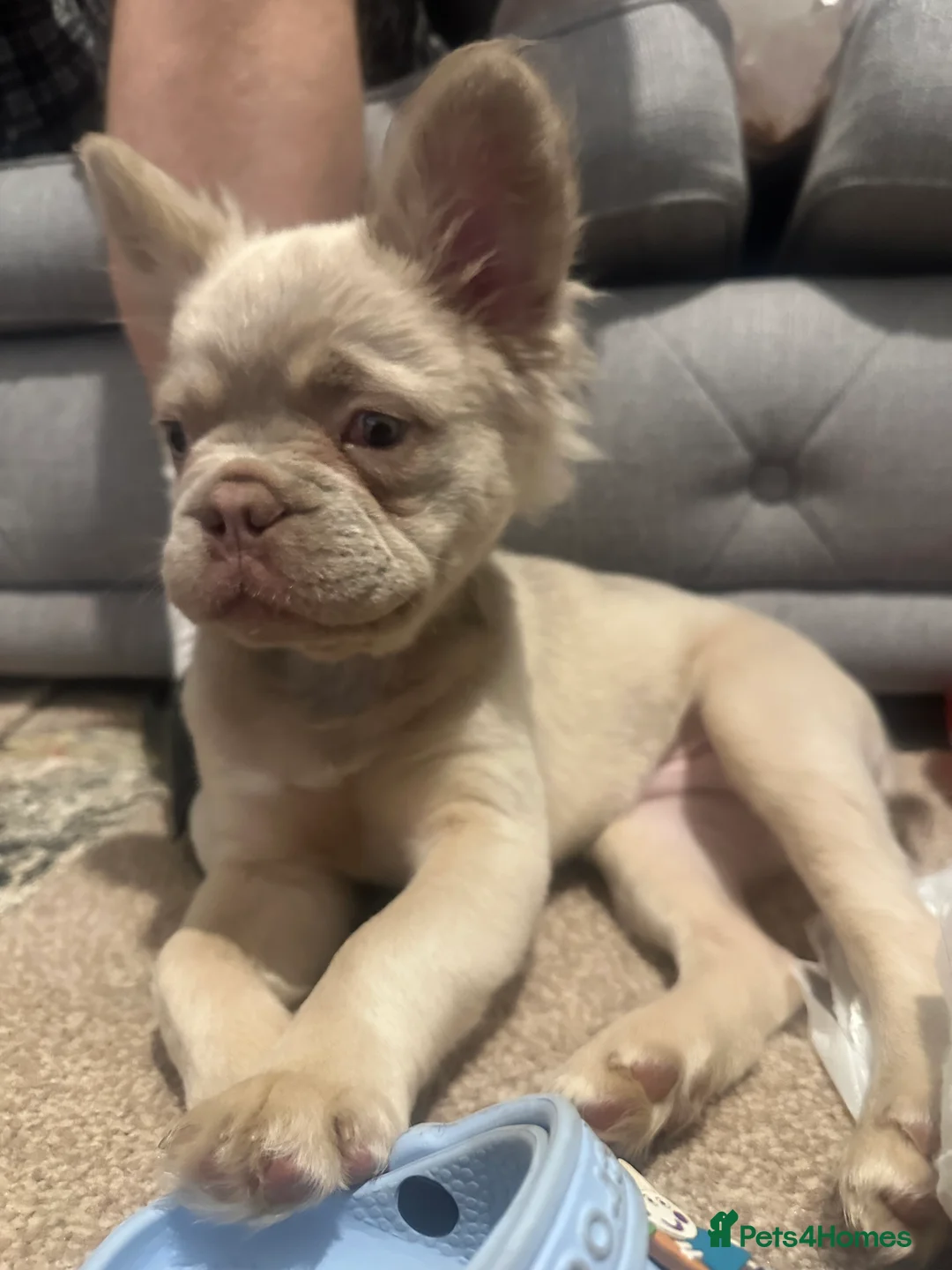 French Bulldog dogs for sale: Fluffy frenchie  in Redditch - Advert 1