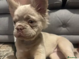 French Bulldog dogs Fluffy frenchie in Redditch - Advert 7