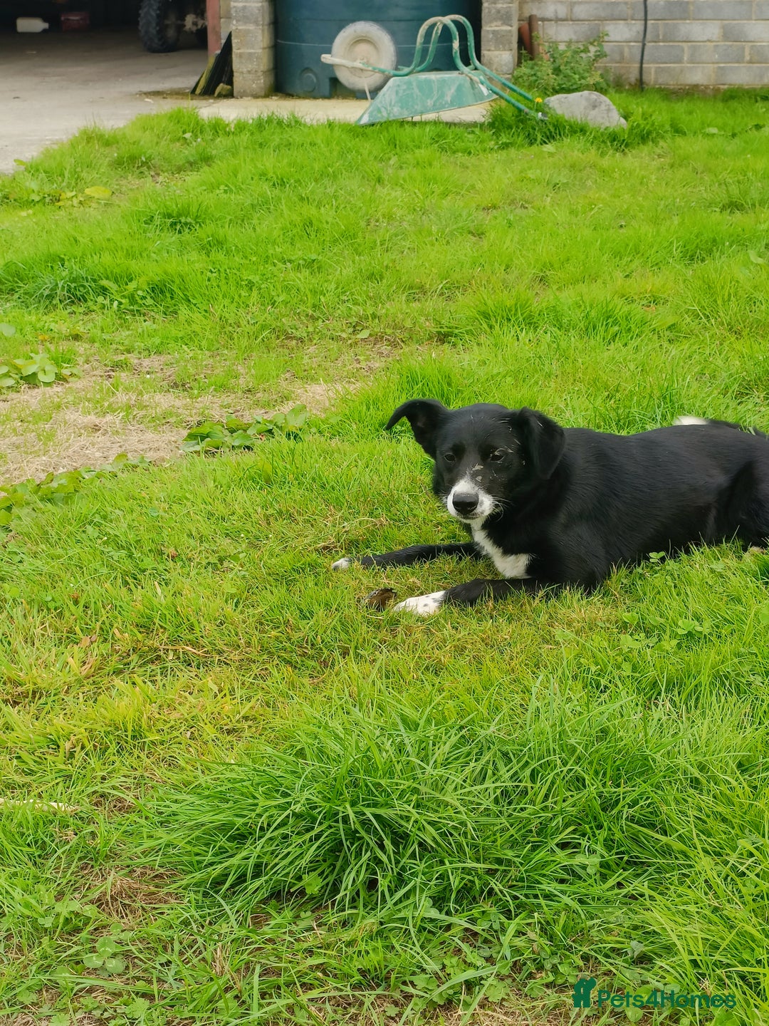 Border Collie dogs for sale: Border Collies for sale - Image 6