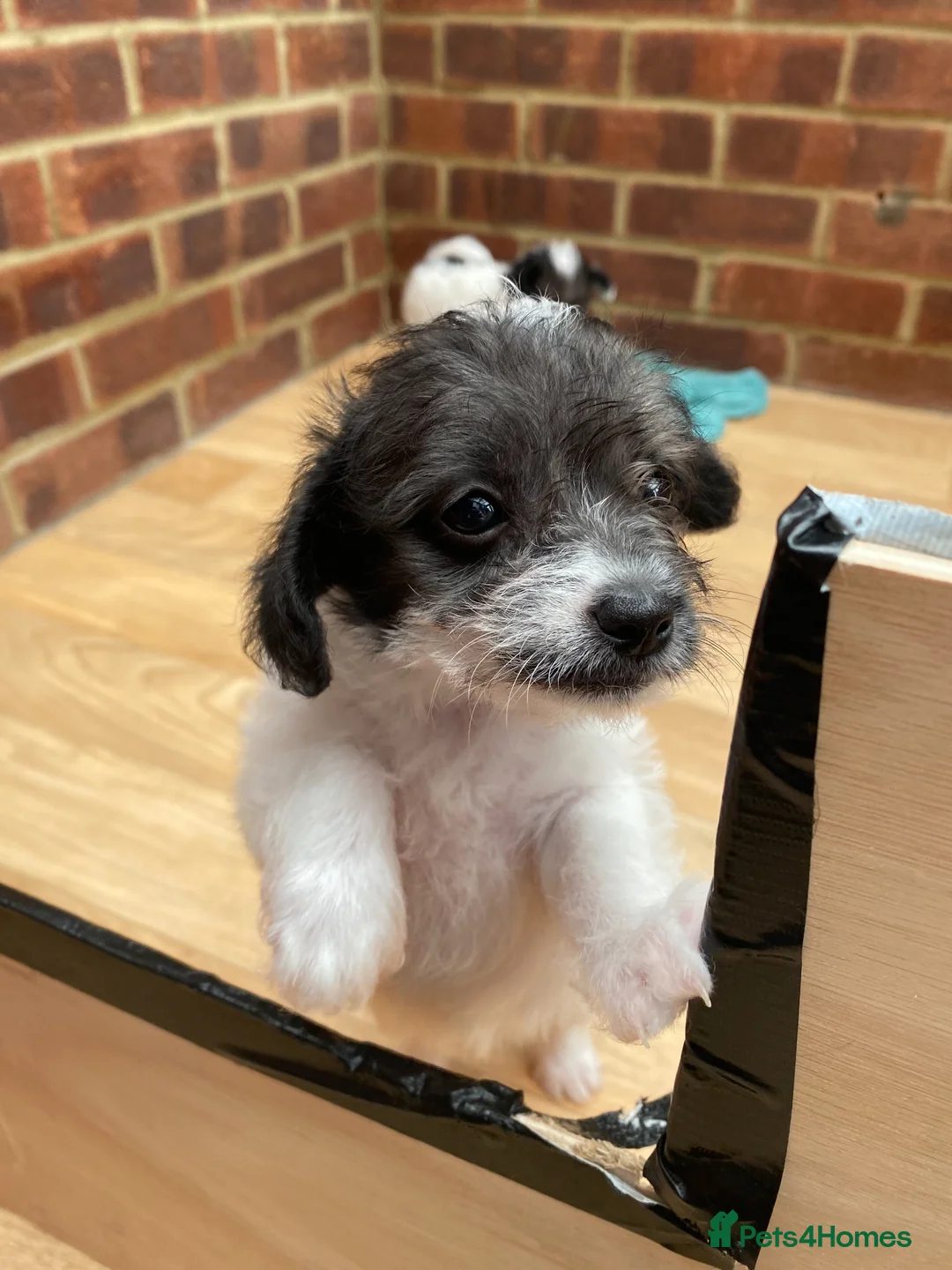 Mixed Breed dogs for sale: 2 jackapoo/chipoo puppies in Sittingbourne - Advert 6