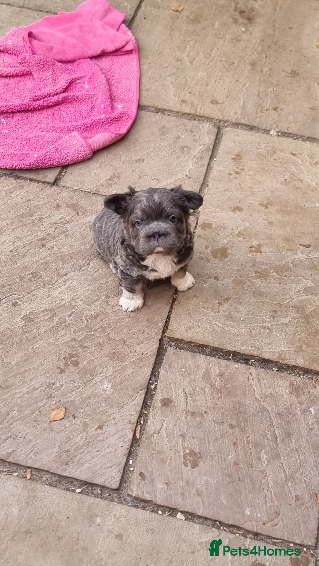 French Bulldog dogs for sale: Adorable pink and fluffy french bulldogs puppies  - Image 11