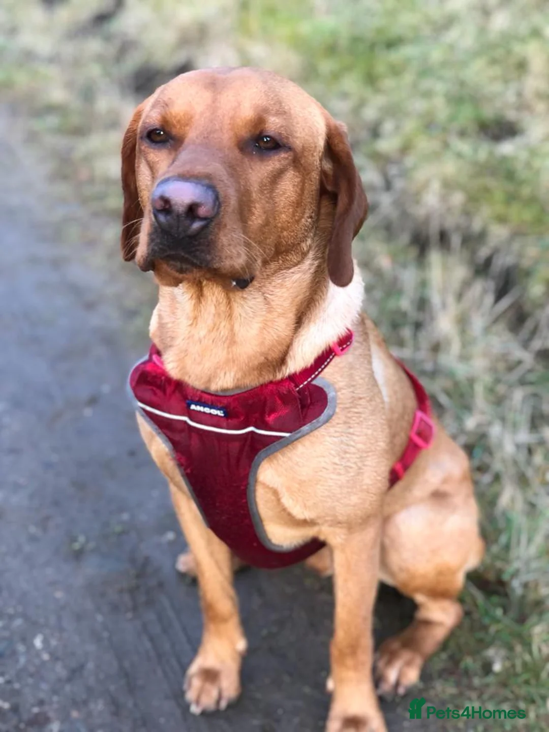 Labrador Retriever dogs for sale: Grayador Puppies - Advert 2