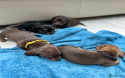 Dachshund dogs for sale: Mini Long-hair dachshund  - Image 12