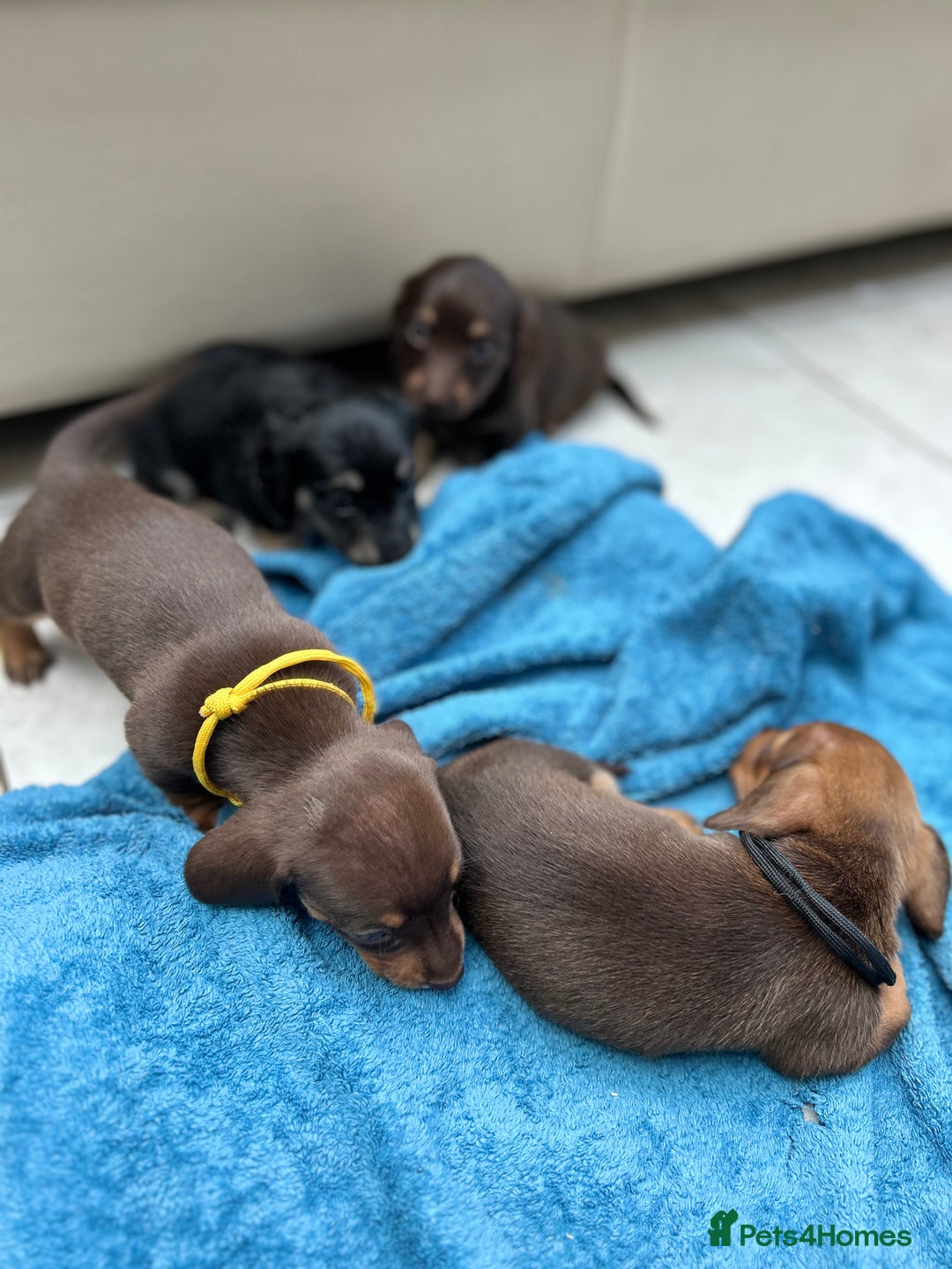 Dachshund dogs for sale: Mini Long-hair dachshund  - Image 12