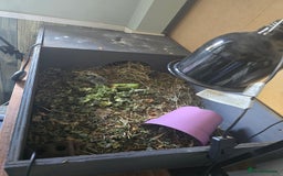 Tortoise reptiles for sale: Hes about 4 yrs old - Image 2