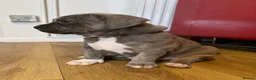 American Bull Staffy dogs for sale: American Bull Staff puppies looking for new homes! in Southampton - Advert 34