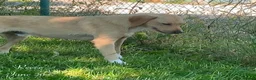 Mixed Breed dogs for adoption: Reece. 8 months approx. Available for adoption. in Brixham - Advert 7