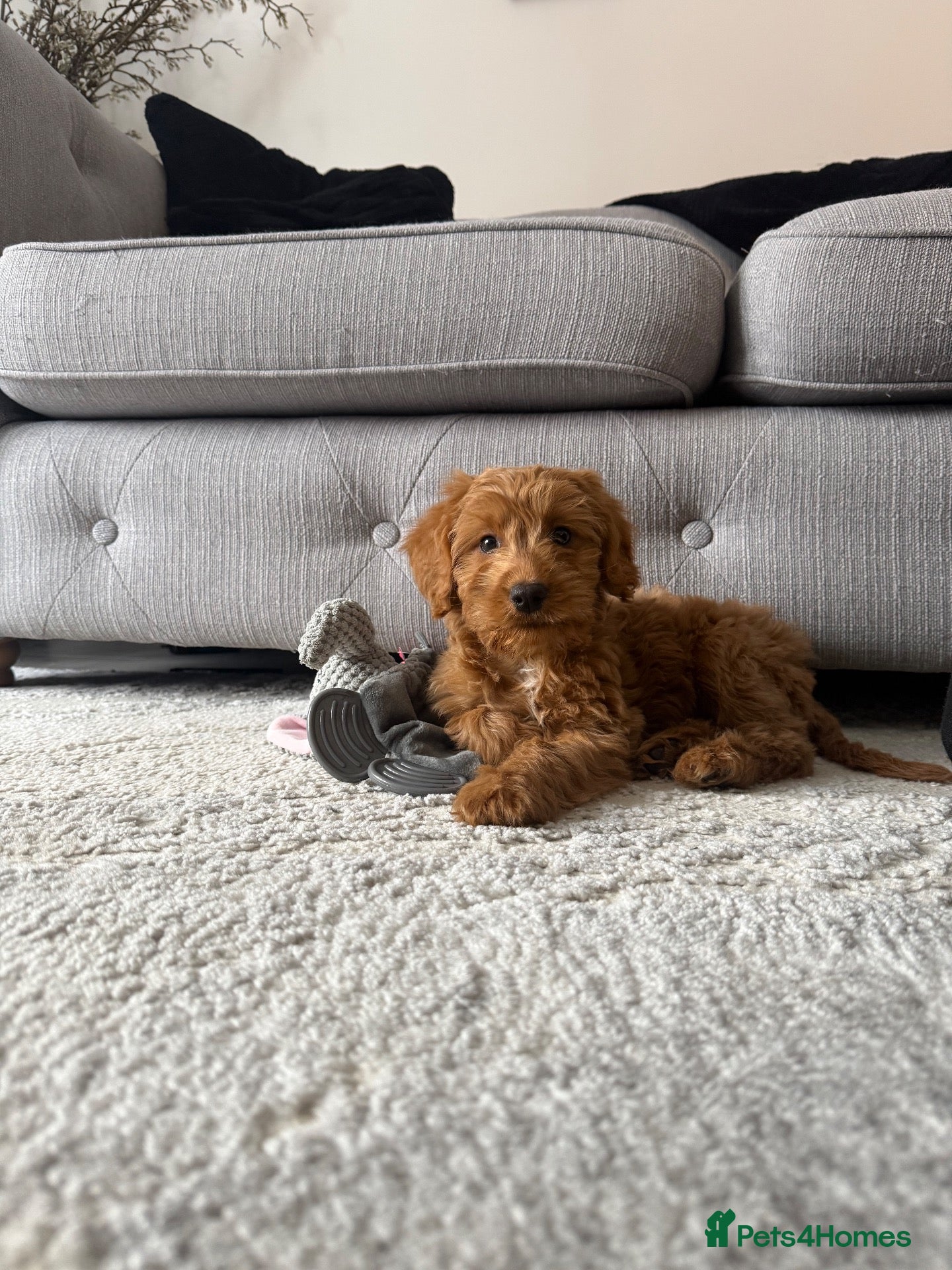 Cockapoo dogs for sale: F1 cockapoo girl READY TO LEAVE - Advert 1