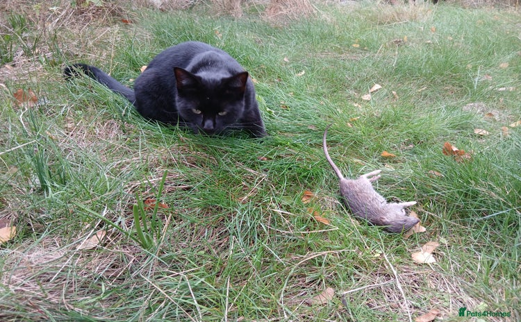 Domestic Shorthair cats - Advert 2