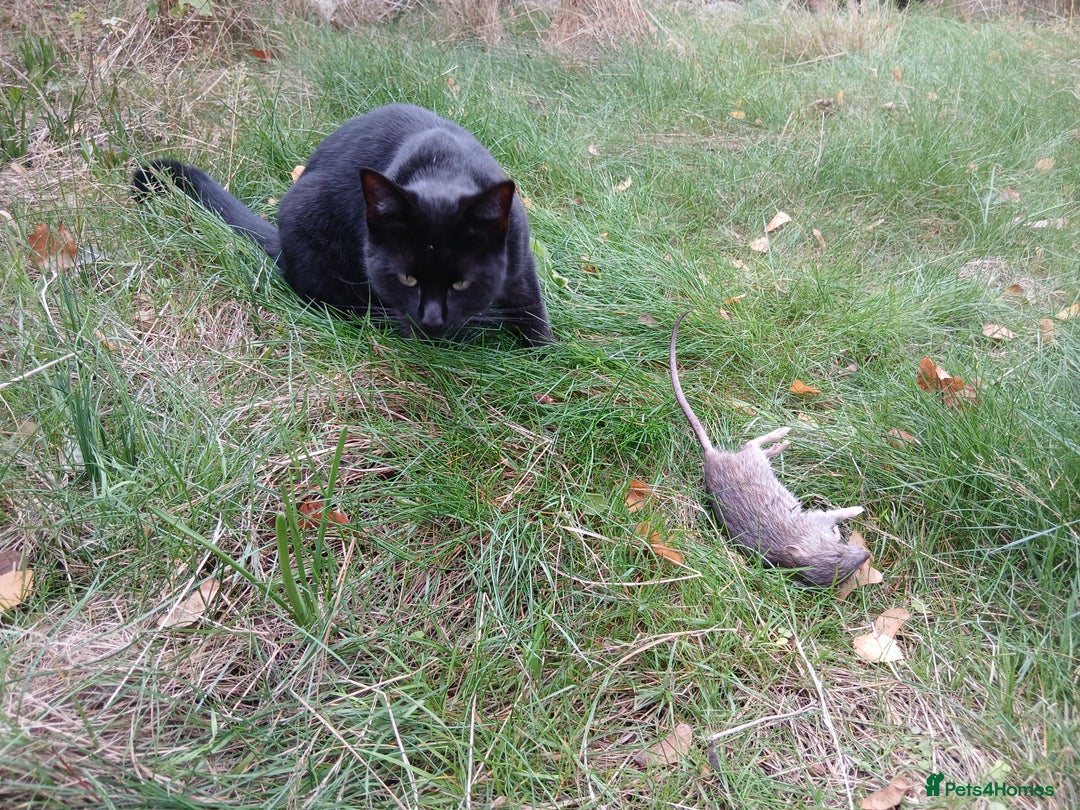 Domestic Shorthair cats for sale: Miku a good mouser/ratter - Image 1