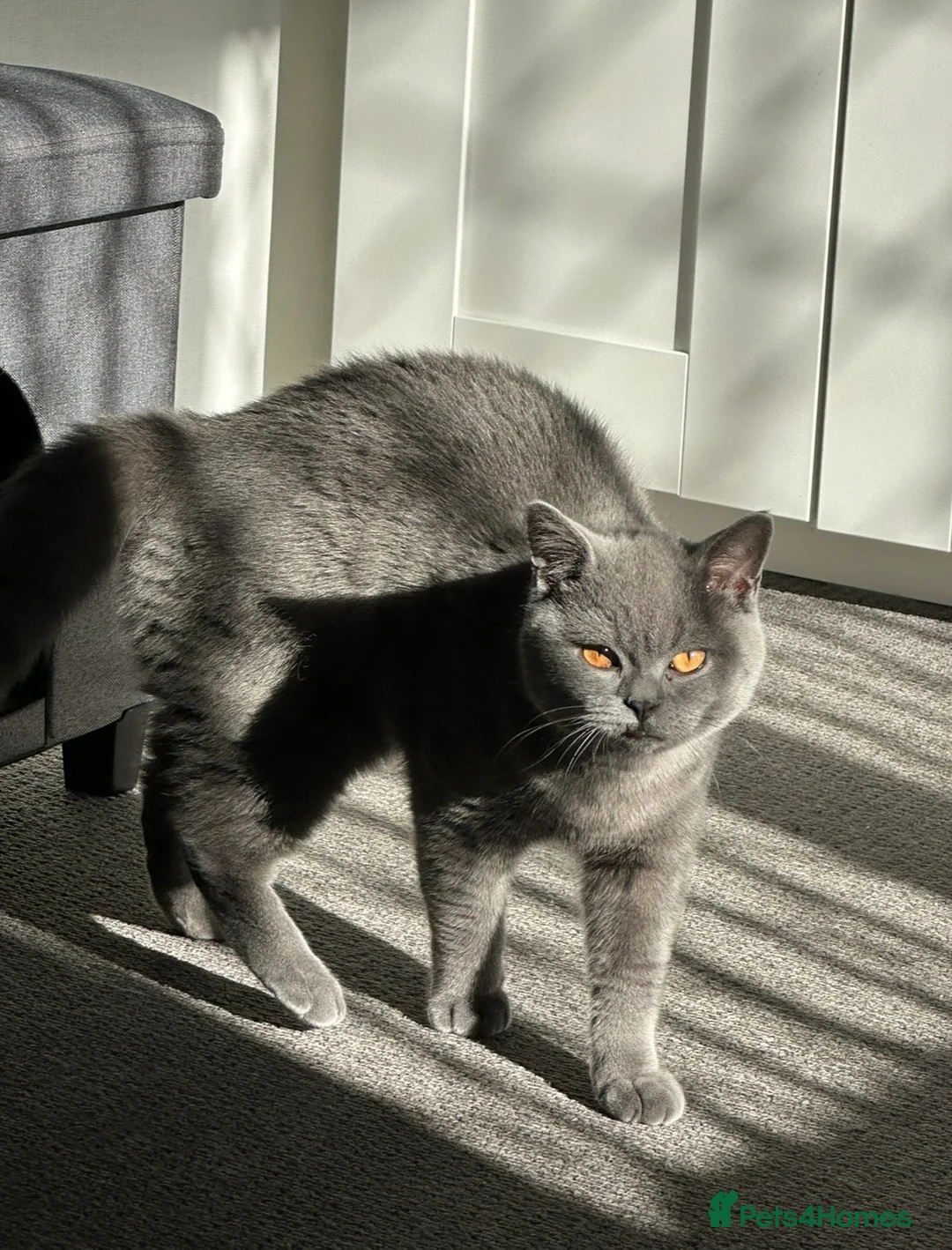 British Shorthair cats for sale: Bonded pair looking for a new home - Advert 8