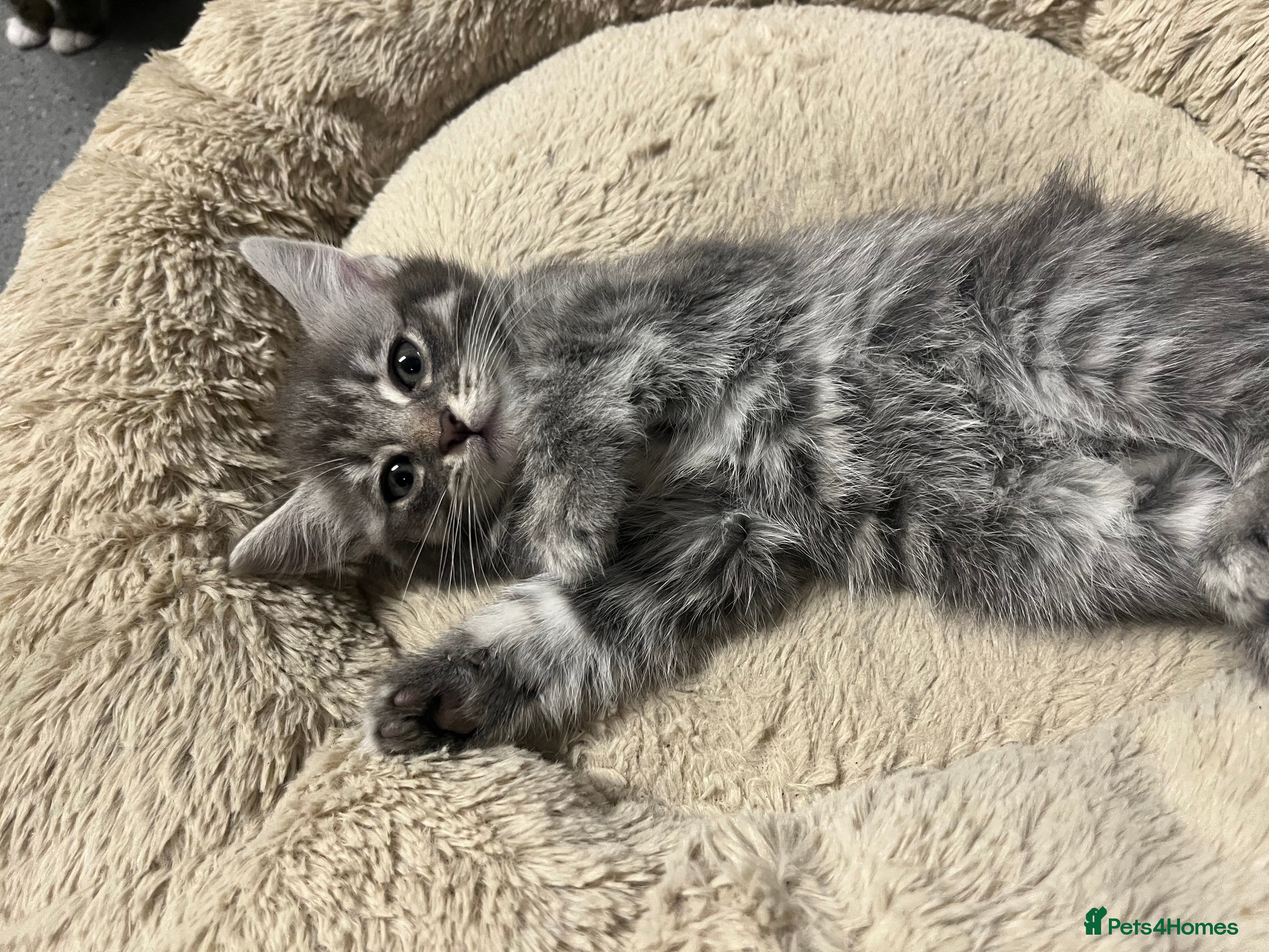 Mixed Breed cats 🐾 Stunning 9 week old blue eyed Kittens - Advert 1