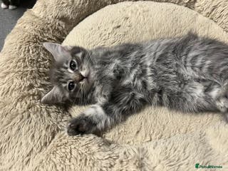 Mixed Breed cats 🐾 Stunning 9 week old blue eyed Kittens - Advert 1