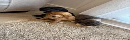 Cocker Spaniel dogs for sale: Cocker spaniel pups - Advert 22