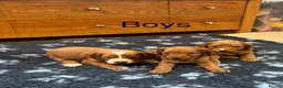 Cockapoo dogs for sale: F1 Cockapoo puppies - Advert 7