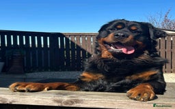 Rottweiler dogs for sale:  Long haired (fluffweilers ) last girl  - Image 21