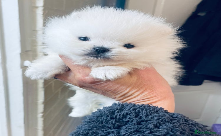 Pomeranian dogs - Advert 9