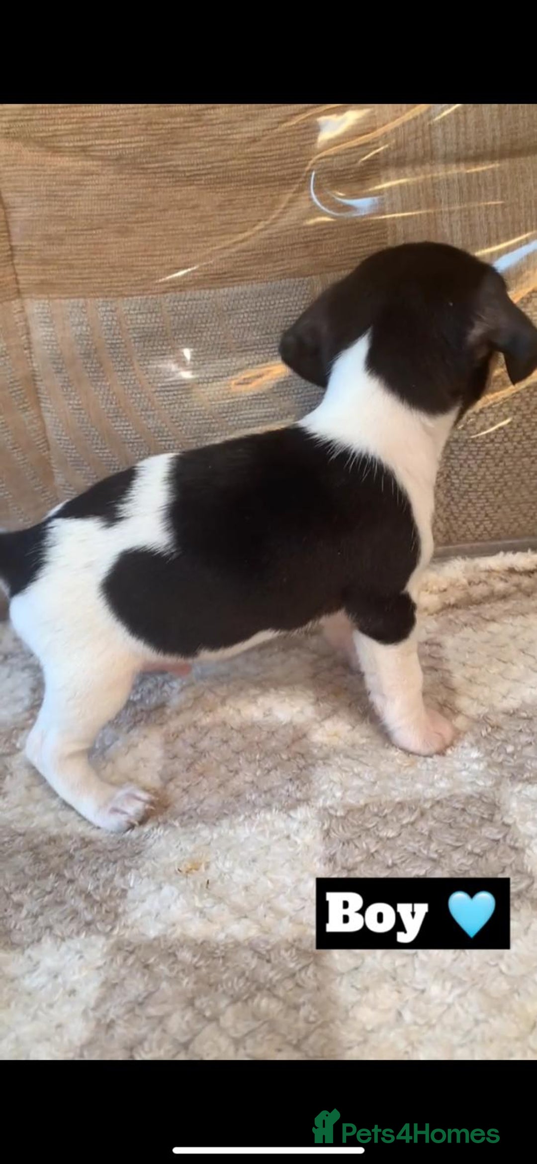 Jack Russell dogs for sale: JackRussell puppies ready for there forever homes  - Advert 2