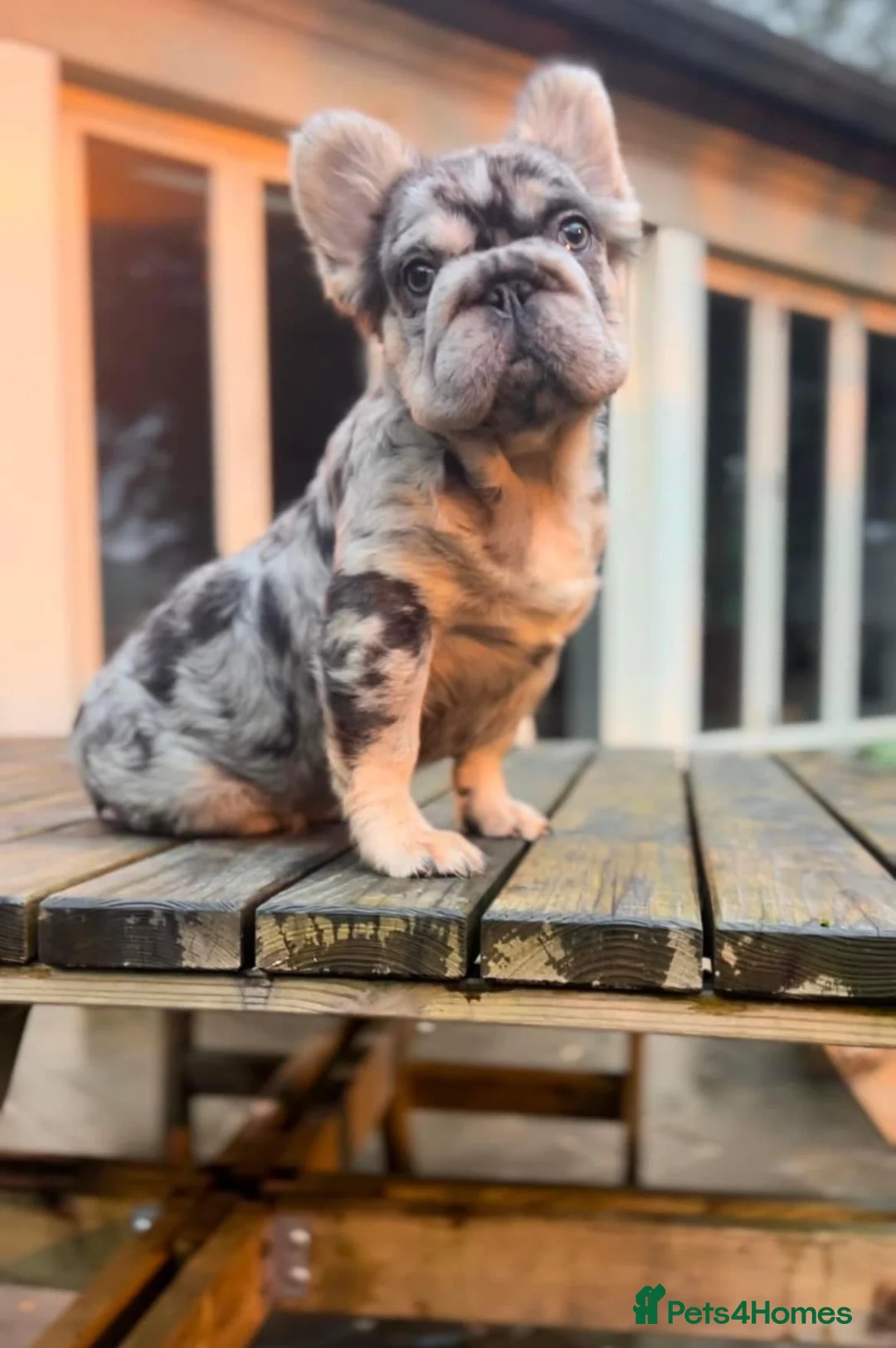 French Bulldog dogs for stud: visual fluffy merle **** carrying testable - Advert 1
