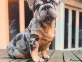 French Bulldog dogs visual fluffy merle **** carrying testable in Altrincham - Advert 1