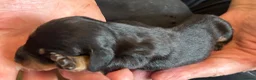 Dachshund dogs for sale: QUALITY KC STANDARD SMOOTH DAHSHUNDS  - Advert 14