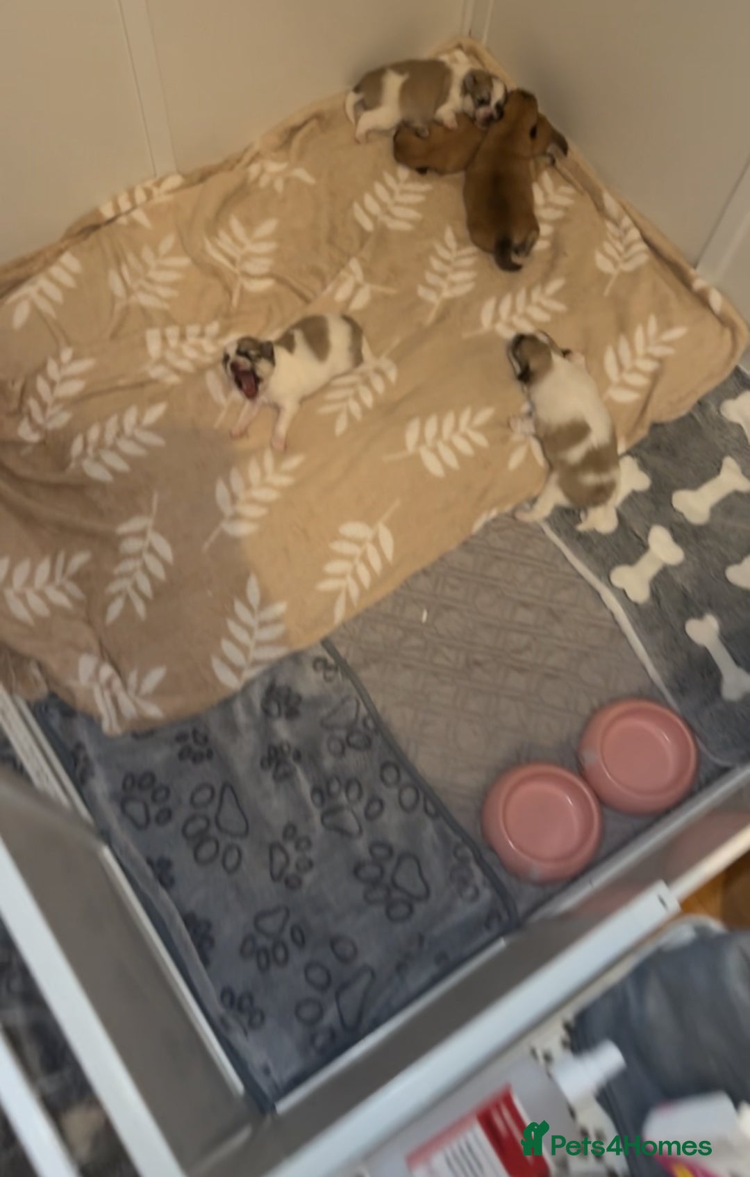 Pomchi dogs for sale: Pomchis  - Advert 6