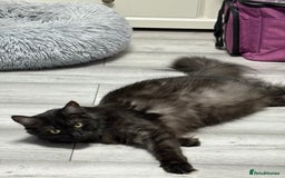 Mixed Breed cats for sale: Maine coon cross  - Image 4
