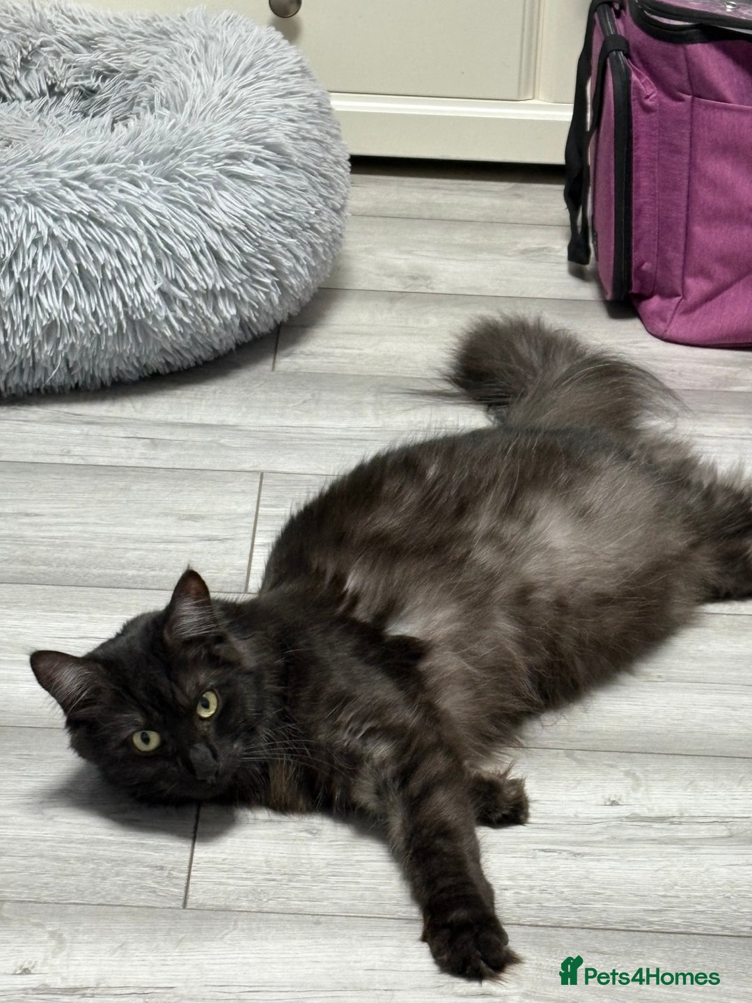 Mixed Breed cats for sale: Maine coon cross  - Image 4