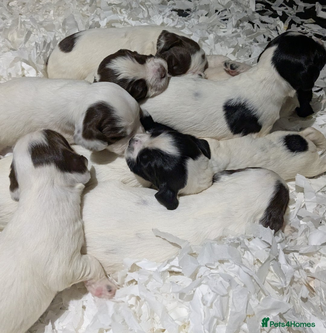 English Springer Spaniel dogs for sale: Speckled mixed colour ESS pups,TESTED PARENTS - Image 15