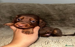 Dachshund dogs for sale: LONG HAIR MINIATURE DACHSHUNDS🤍 - Image 3