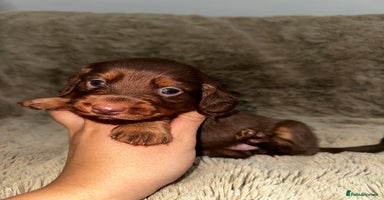 Dachshund dogs - Advert 12