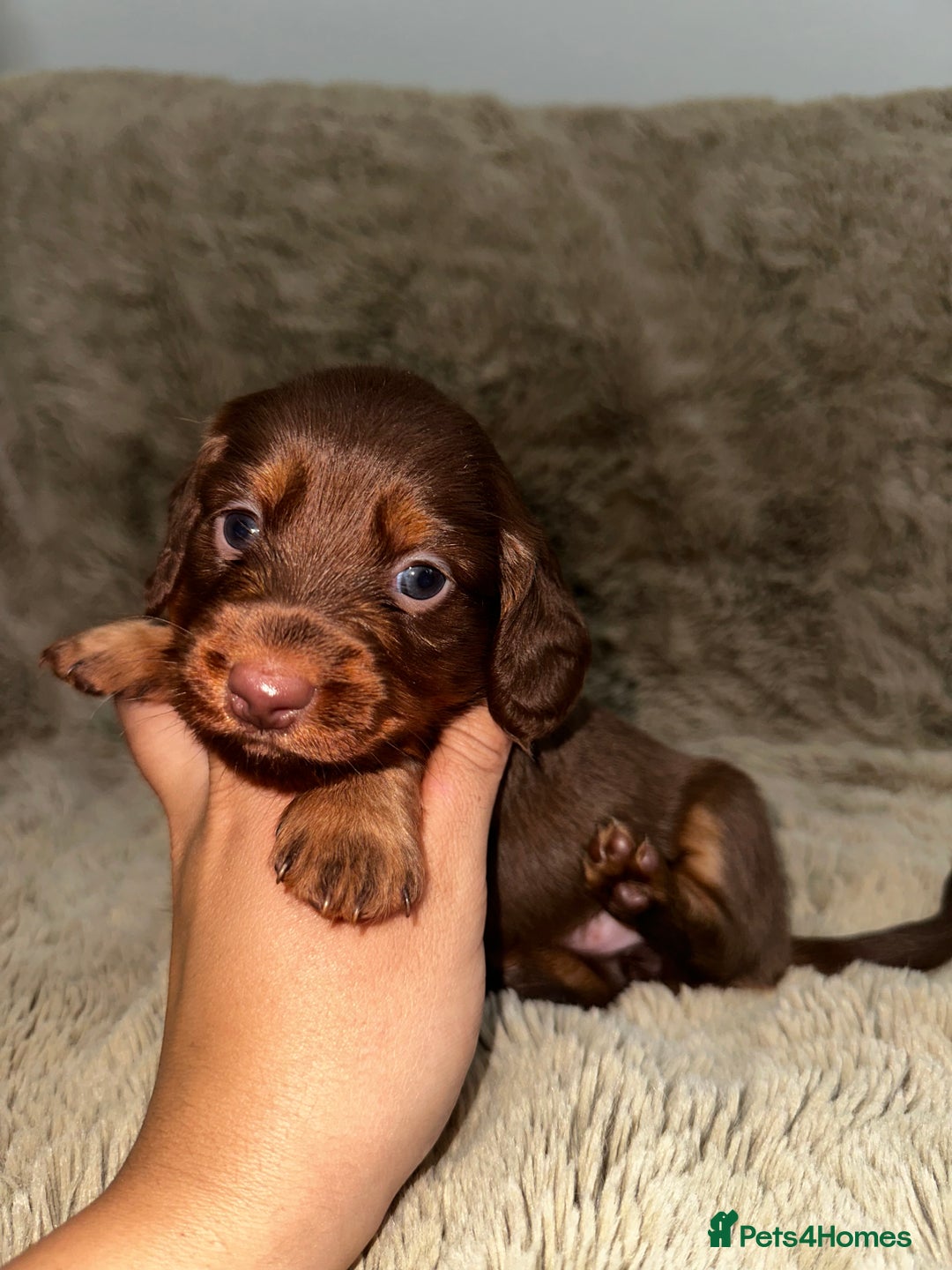 Dachshund dogs for sale: LONG HAIR MINIATURE DACHSHUNDS🤍 - Image 3
