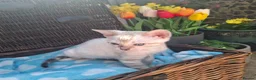 Bengal cats for sale: Stunning Bengal Kittens  - Advert 25