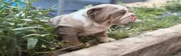 English Bulldog dogs for sale: Rare mini english bulldogs  - Advert 21