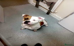 Mixed Breed dogs for sale: Lovely lily bullboxer  - Image 13