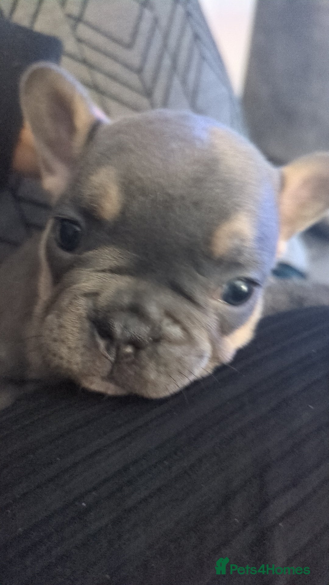 French Bulldog dogs for sale: Beautiful french bulldog puppies  - Advert 13