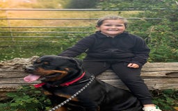 Rottweiler dogs for sale: Beautiful KC registered Rottweiler puppies  - Image 26