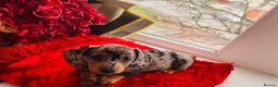Miniature Dachshund dogs for sale: 🐶Miniature Dachshund Puppie - Advert 7